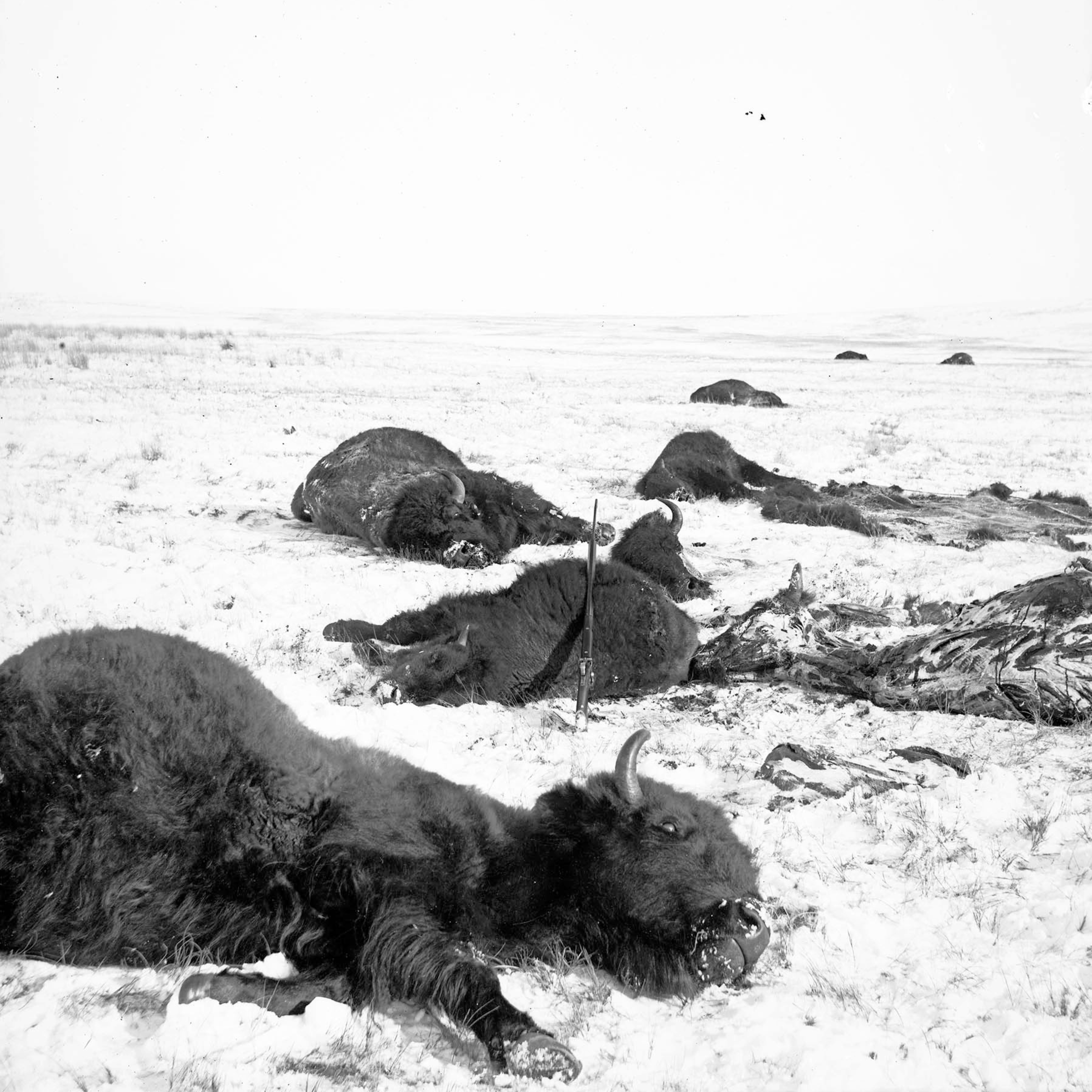 The Bison Hunters