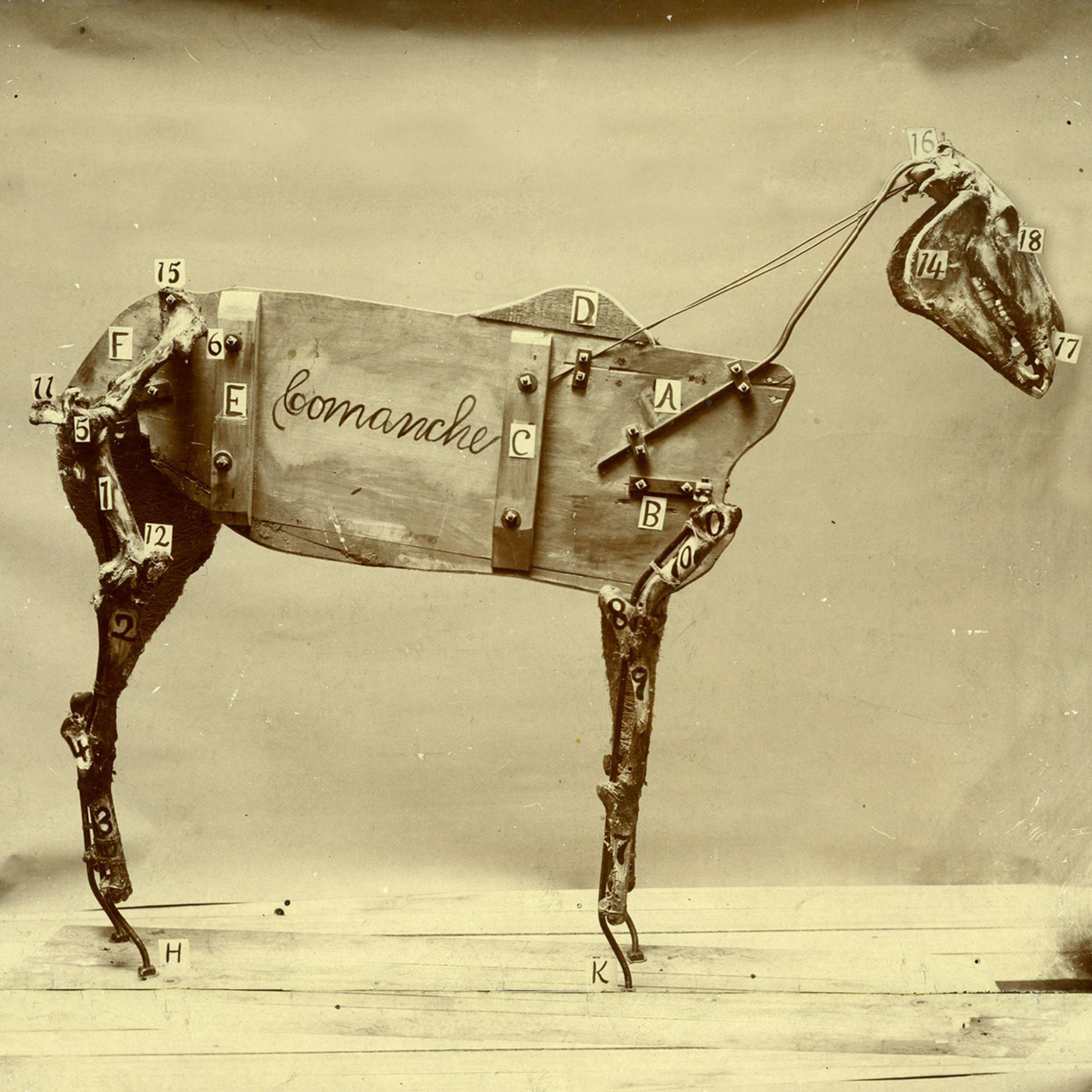 The Life and Afterlife of Comanche